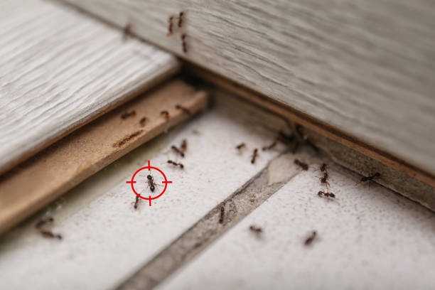 Best Exterminator Services  in Clay City, IN
