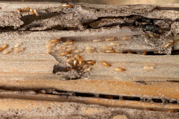 Best Local Pest Control Services  in Clay City, IN