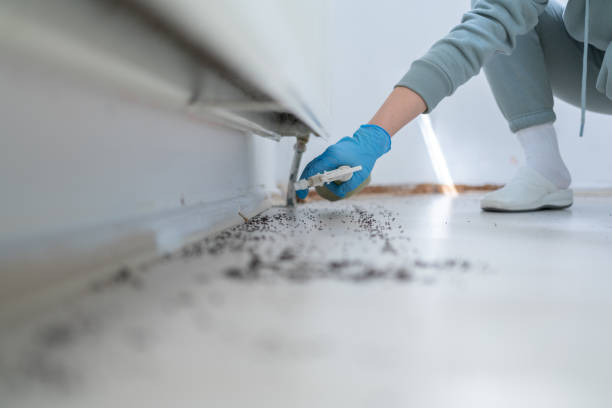 Professional Pest Control in Clay City, IN